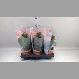 Euphorbia trigona 'Rubra'