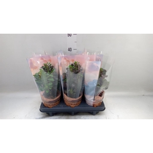 Euphorbia trigona 'Rubra'