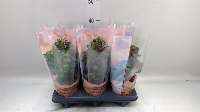 <h4>Euphorbia trigona 'Rubra'</h4>