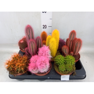 Cactus   ...