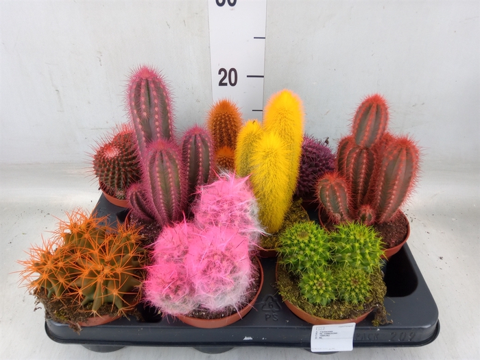 <h4>Cactus   ...</h4>