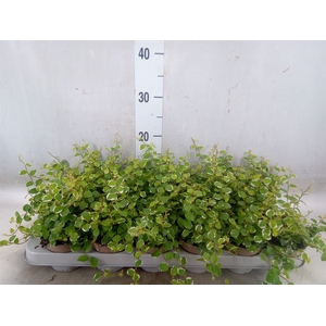 Ficus pumila 'White Sunny'