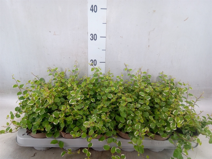 <h4>Ficus pumila 'White Sunny'</h4>