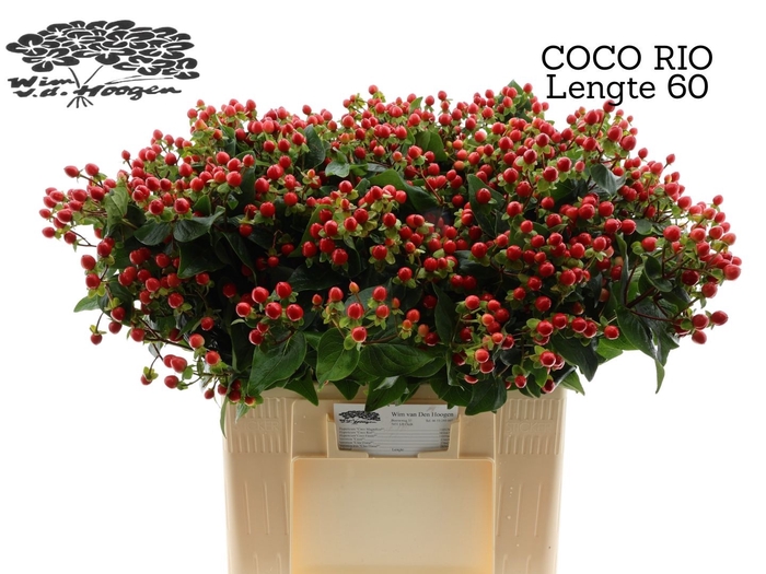 <h4>HYP COCO RIO</h4>