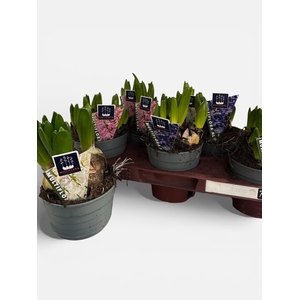 HYACIN MULT GEM 3 KL