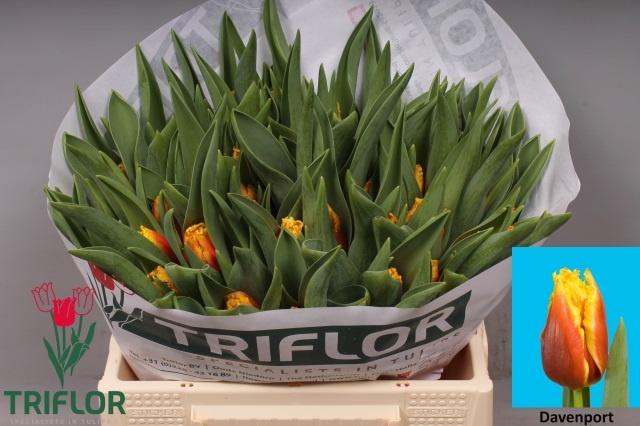 <h4>TU FR DAVENPORT</h4>