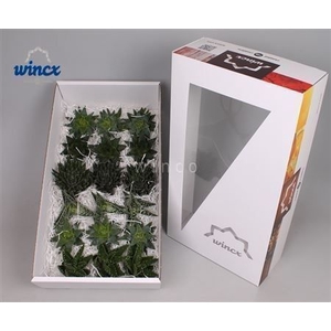 Aloe Mix (wincx) Cutflower