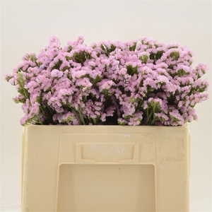 LIM S LUCIA PINK
