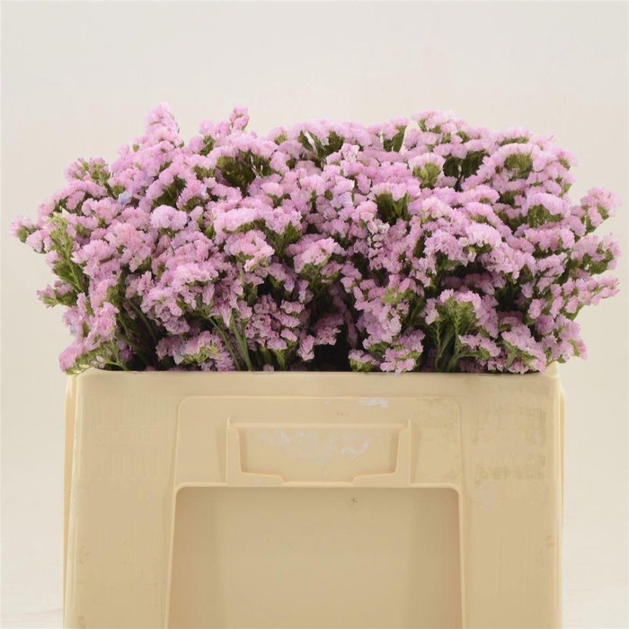 <h4>LIM S LUCIA PINK</h4>
