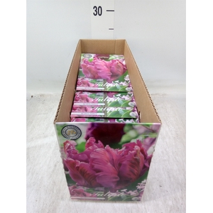 Tulipa   ...flowerbulbs