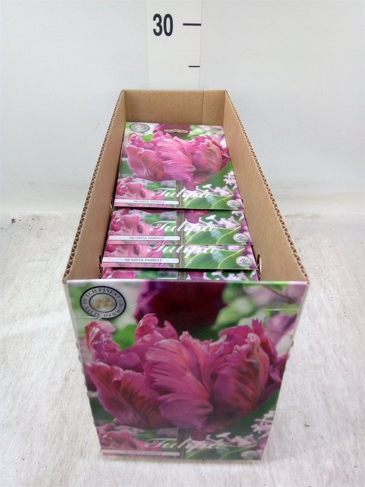 <h4>Tulipa   ...flowerbulbs</h4>