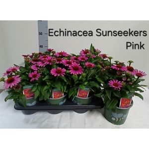 ECHINA SUNSEEKER PINK P17