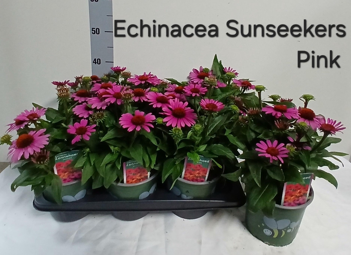 <h4>ECHINA SUNSEEKER PINK P17</h4>