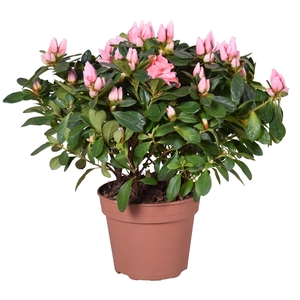 Azalea 'Thesla' zalm 14cm