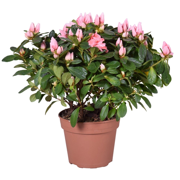 <h4>Azalea 'Thesla' zalm 14cm</h4>
