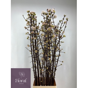 VIBUR BODN CH LAMONT