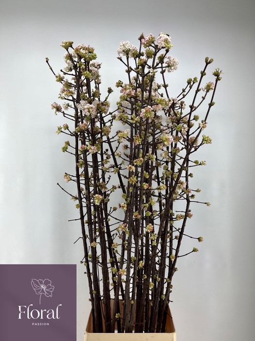 <h4>VIBUR BODN CH LAMONT</h4>