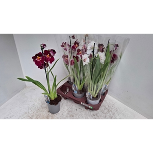 MILTONIOPSIS OV
