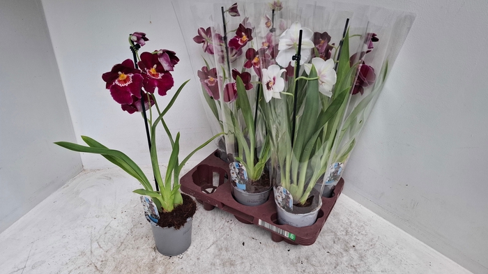<h4>MILTONIOPSIS OV</h4>