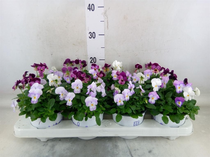 <h4>Viola   ...tricolor</h4>