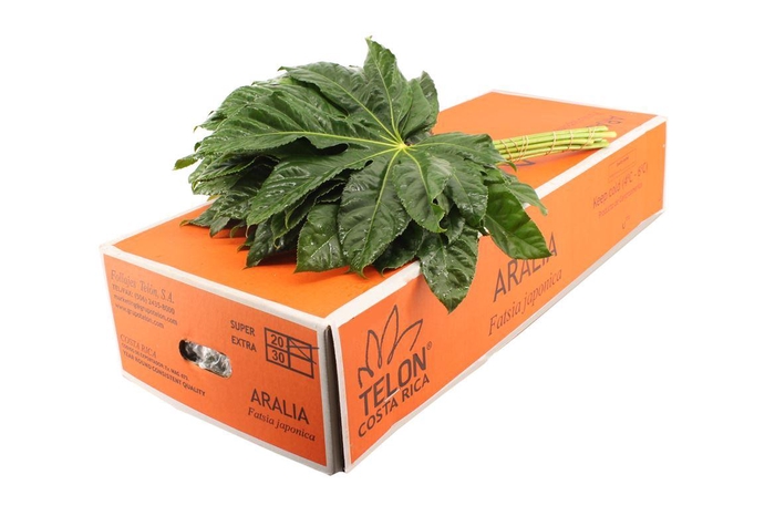 <h4>Aralia Super</h4>