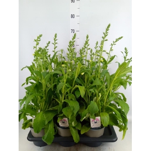 Digitalis purp. 'Hanabee White'