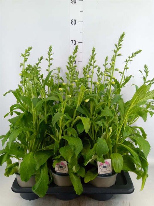 <h4>Digitalis purp. 'Hanabee White'</h4>