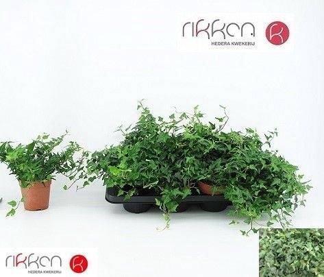 <h4>HED HELIX GREEN P9</h4>