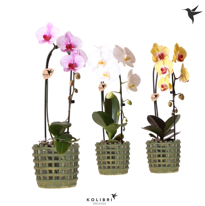 <h4>Kolibri Orchids Cascade Niagara Fall mix 1 spike in Mesh pot green</h4>