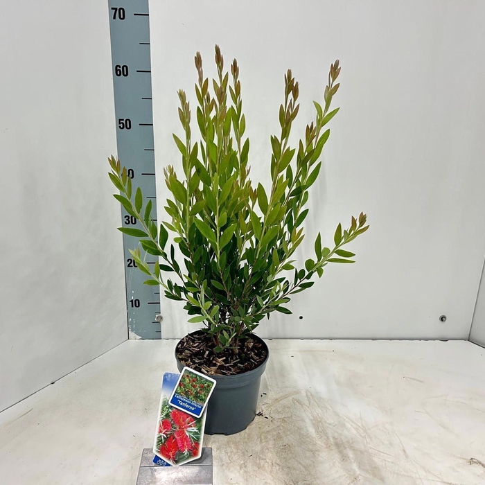 <h4>Callistemon citrinus Splen</h4>