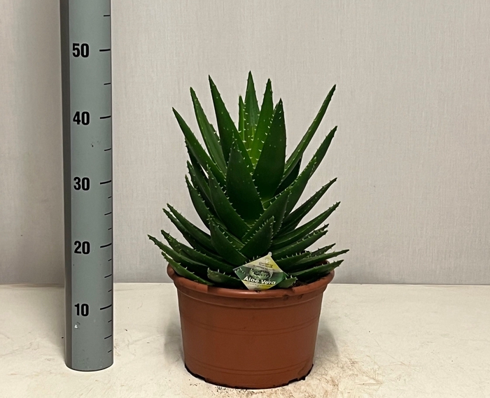 <h4>ALOE PERFOLIATA</h4>