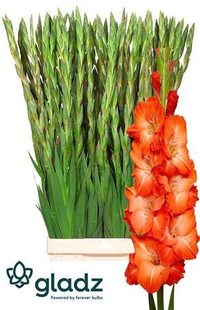 <h4>Gladiolus Gr Stormy</h4>