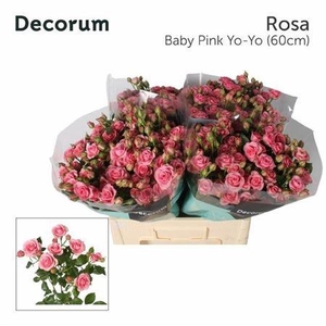 R Tr Baby Pink Yo-yo