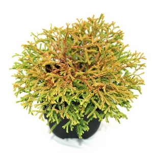 Thuja occidentalis 'Golden Tuffet' P17