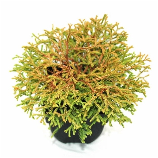 <h4>Thuja occidentalis 'Golden Tuffet' P17</h4>