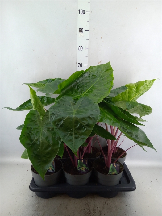 <h4>Alocasia   ...</h4>