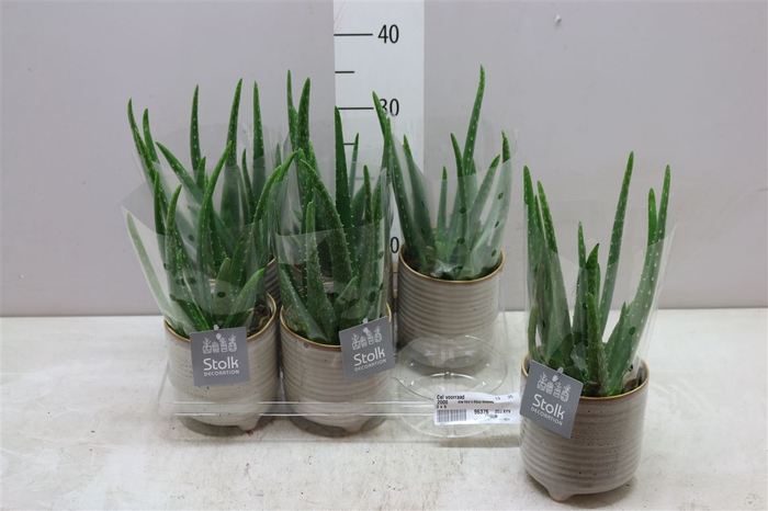 <h4>Aloe Vera In Bijoux Keramiek</h4>