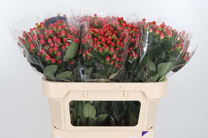 <h4>Hyp Tomato Flair</h4>