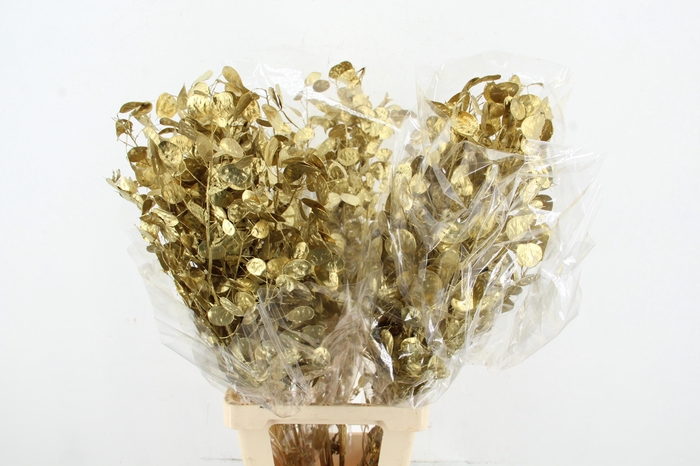<h4>DF Lunaria Bs Gold</h4>