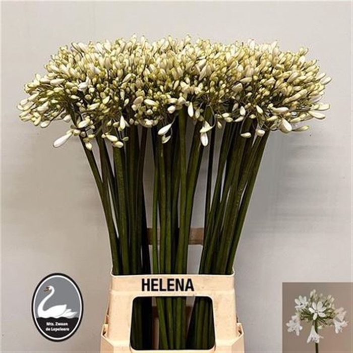 <h4>Agap Ov Wit Helena</h4>