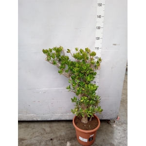 Crassula ovata