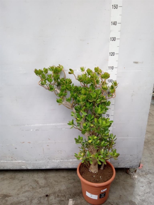 <h4>Crassula ovata</h4>