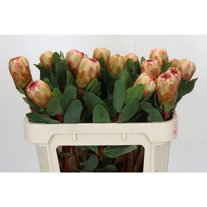 PROTEA GRANDICOLOR