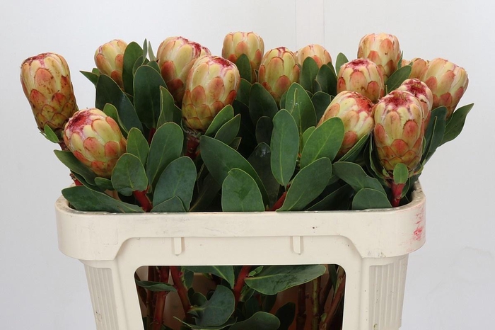 <h4>PROTEA GRANDICOLOR</h4>