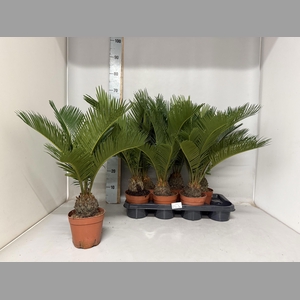 CYCAS REVOLUTA