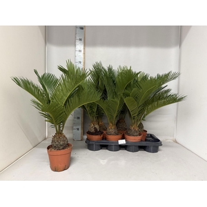 CYCAS REVOLUTA