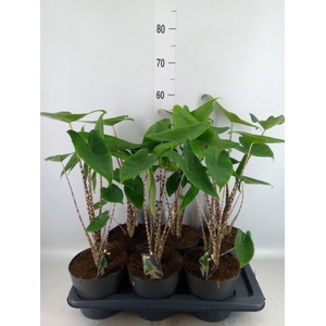 Alocasia zebrina