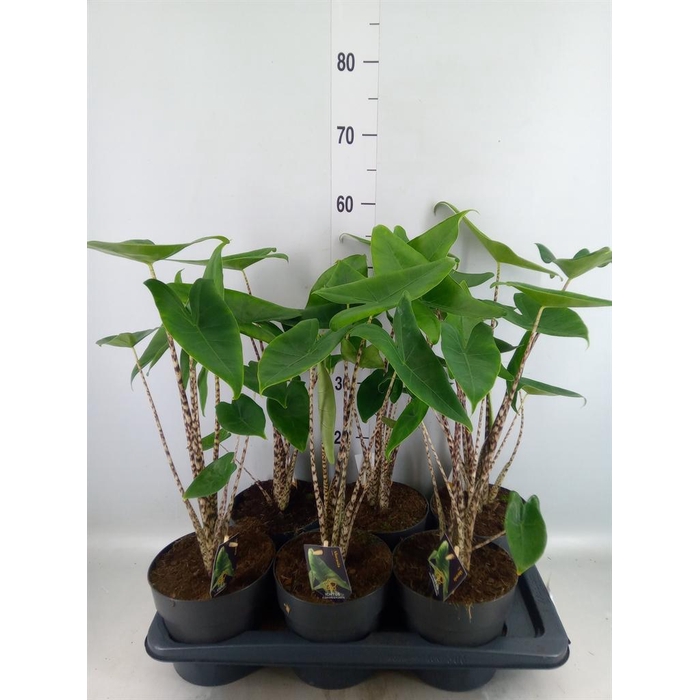 <h4>Alocasia zebrina</h4>