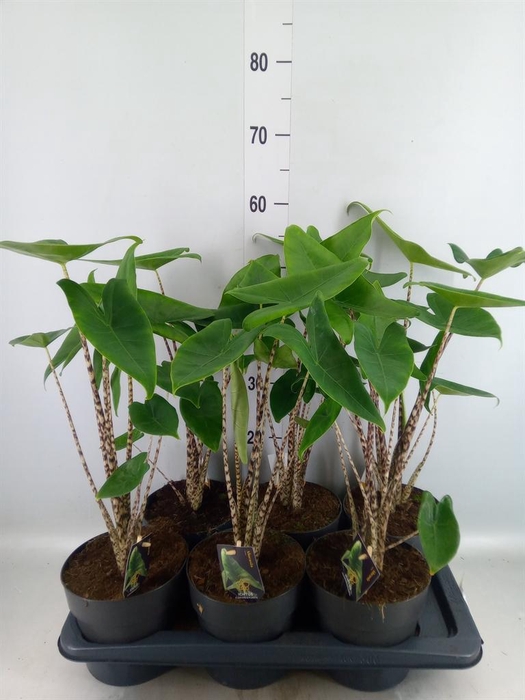 <h4>Alocasia zebrina</h4>
