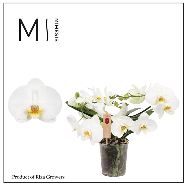 <h4>Mimesis Phal. Muse White - 25+ flowers 12cm</h4>